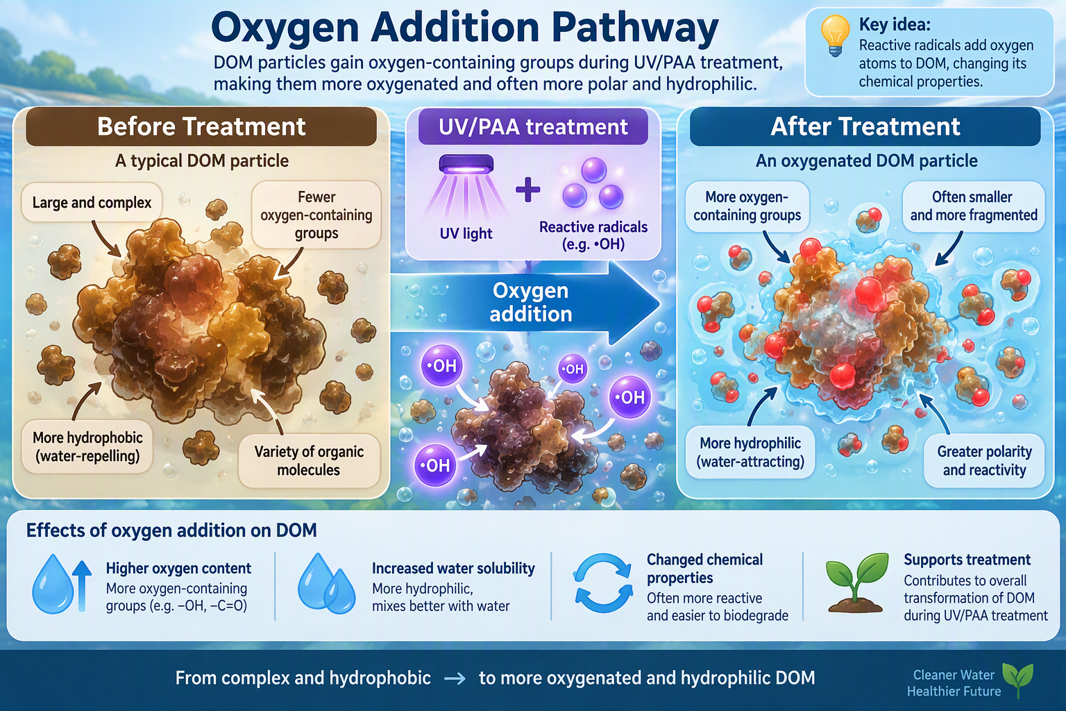Reactive radicals add oxygen to DOM particles, making them more oxygenated and often more polar and hydrophilic.