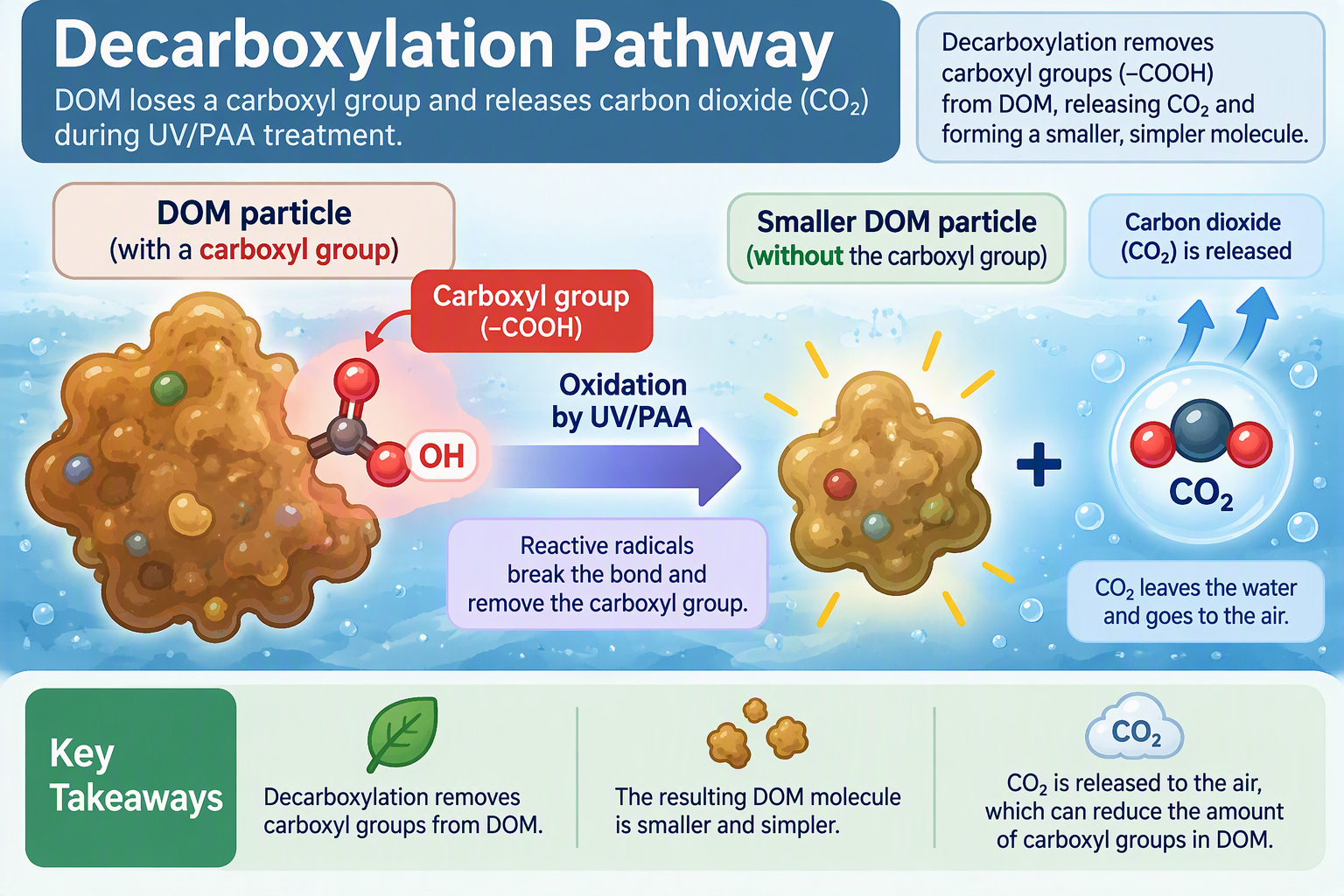 Decarboxylation removes a carboxyl group from DOM and releases carbon dioxide.